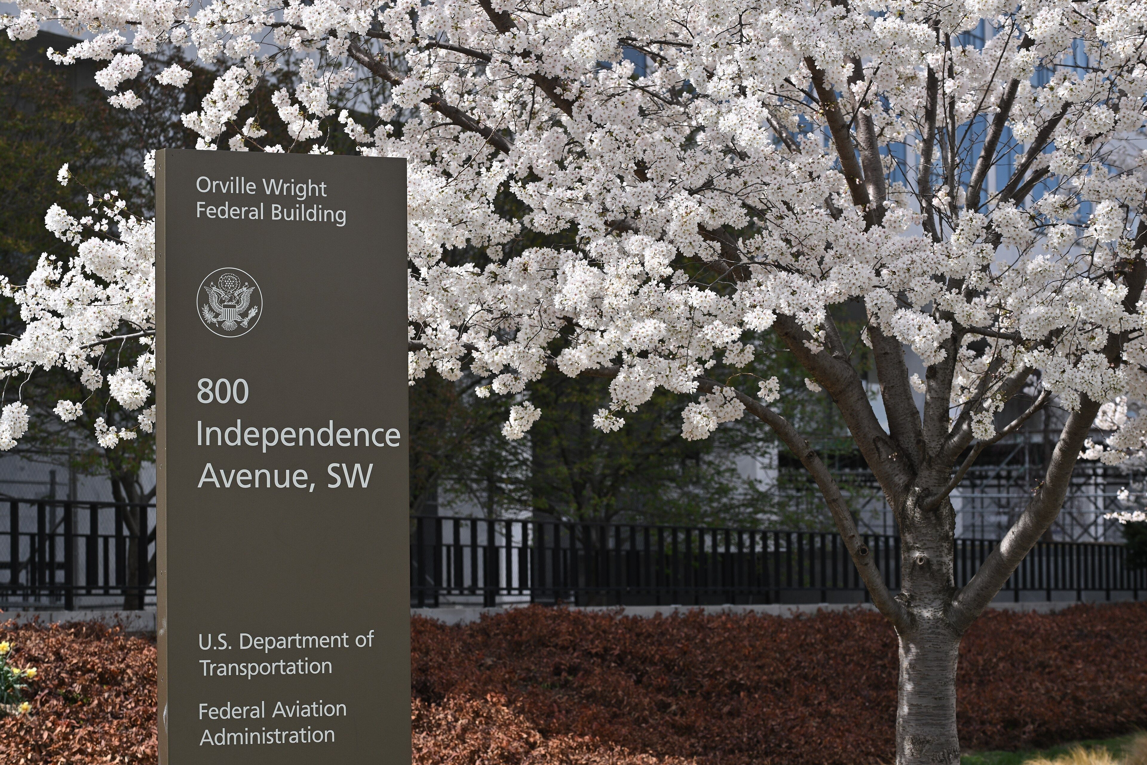 U.S. Department of Transportation's Orville Wright Federal Building, framed by white cherry blossoms.